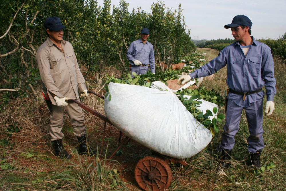 Yerba Mate: La Secretaría de Agricultura de la Nación fijó los nuevos precios para la materia prima – Herrera Ahuad lo calificó como «histórico»