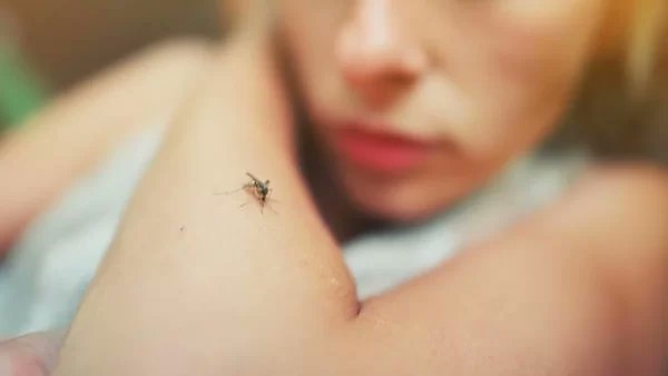 Misiones: Un hombre diagnosticado con leishmaniasis visceral permanece internado en el Hospital Samic de Eldorado