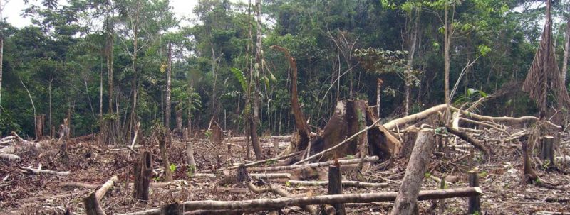 BRASIL – En “Código rojo”: Registra récord en deforestación de la Amazonia en 15 años