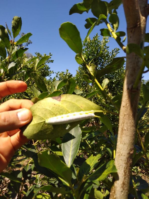 AGRO - Se aconseja monitorear yerbales para evitar proliferación de plagas