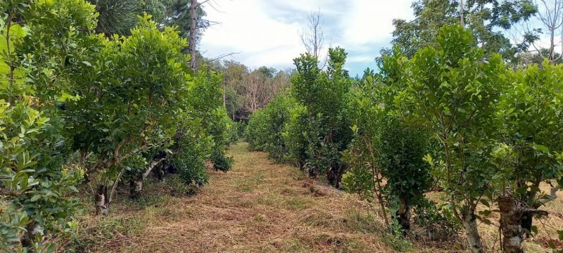 Aplicación de fertilizante orgánico, otra opción para lograr la sustentabilidad del cultivo
