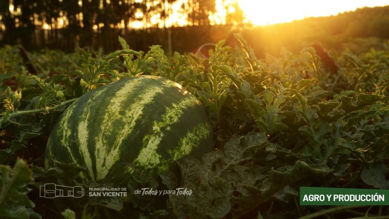 Comunales sanvicentinas: Se inicia la cosecha de sandías "Primicia"
