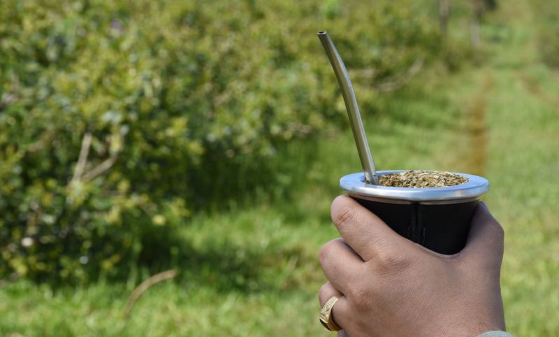 Yerba Mate: Frente a la polémica con Brasil, Misiones reafirma su enfoque hacia la sustentabilidad