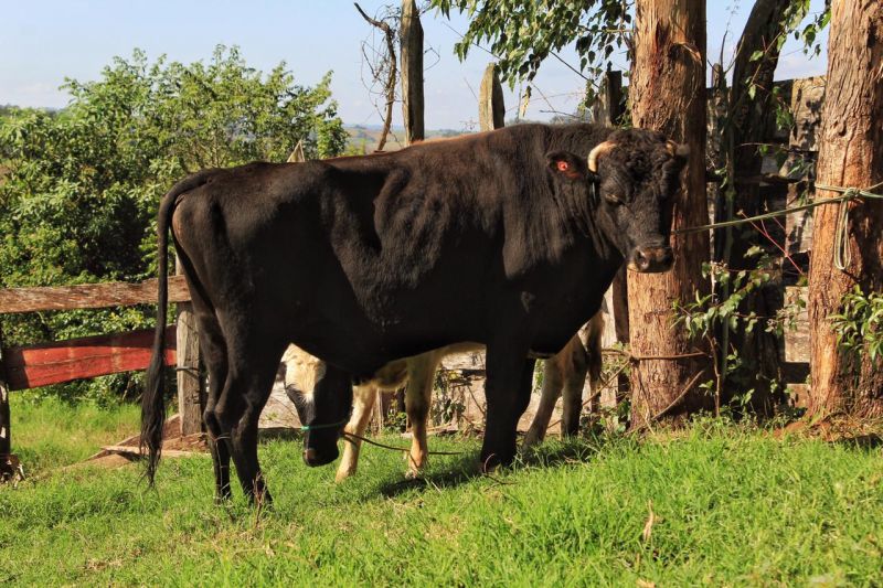 Misiones: Entregaron toros de alta calidad genética a Cooperativas lácteas de San Vicente y El Soberbio