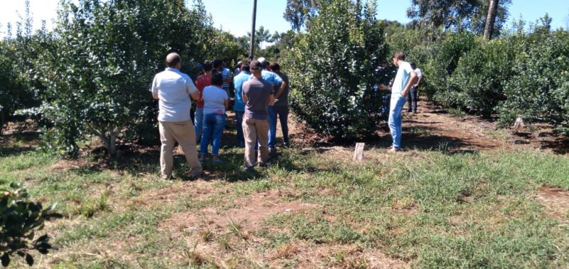 La técnica de rama madura, permitió al productor Drebel incrementar 50 por ciento el rendimiento de su yerbal