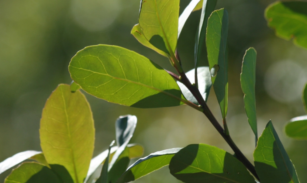 La Secretaría de Agricultura fijó los nuevos valores mínimos para la hoja verde y la yerba canchada