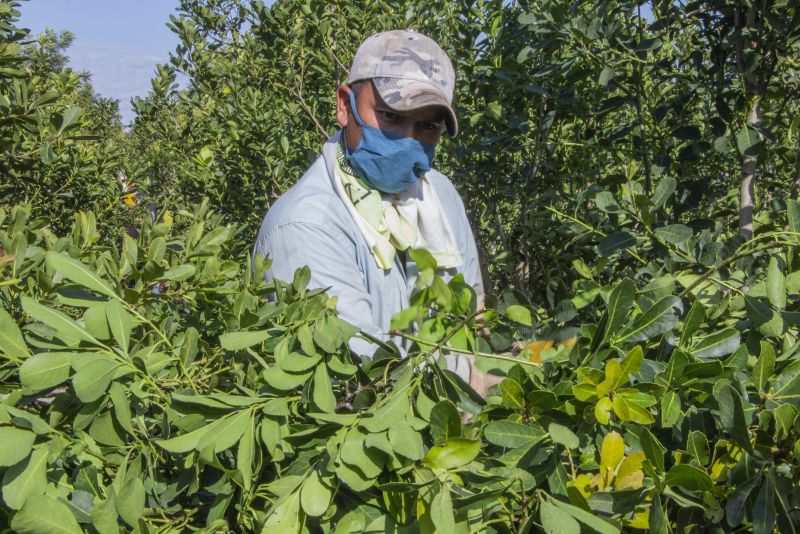 El INYM recuerda la importancia de medidas de seguridad sanitaria para cuidar la salud de los trabajadores y la inocuidad del producto