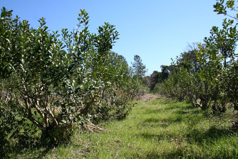 Yerba Mate: A pesar de la cuarentena, el sector mantiene su volumen de producción
