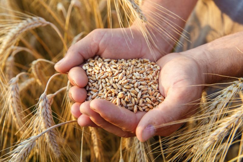 El Gobierno no descarta una empresa nacional de alimentos: el modelo que funcionó en la región
