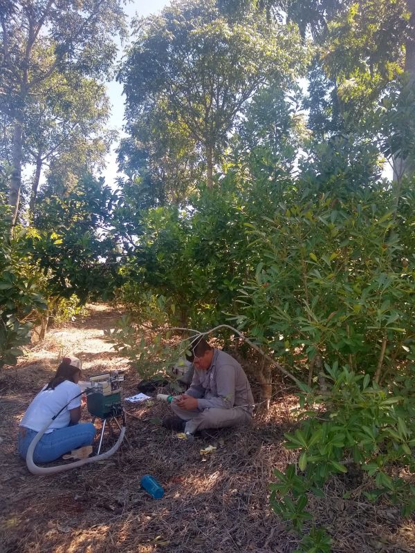 AGRO - “El sistema agroforestal en yerba mate es una oportunidad para enfrentar el cambio climático”