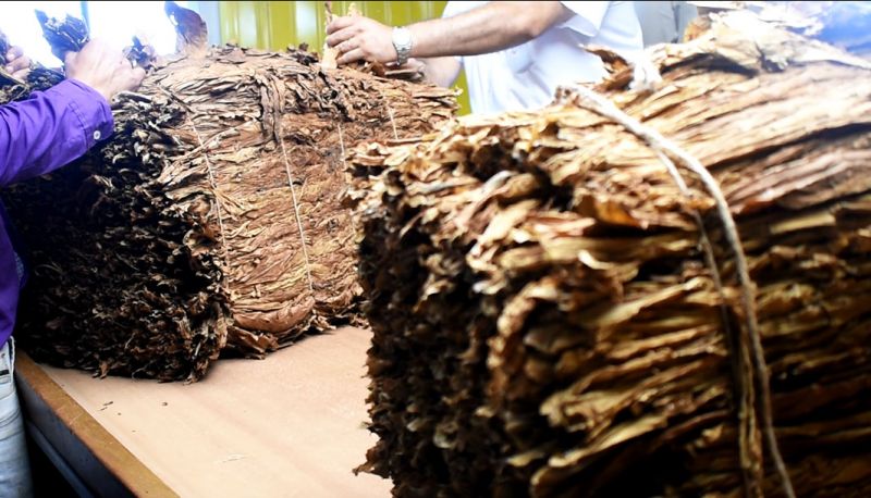 Tabaco: Segundo pago parcial de Caja Verde