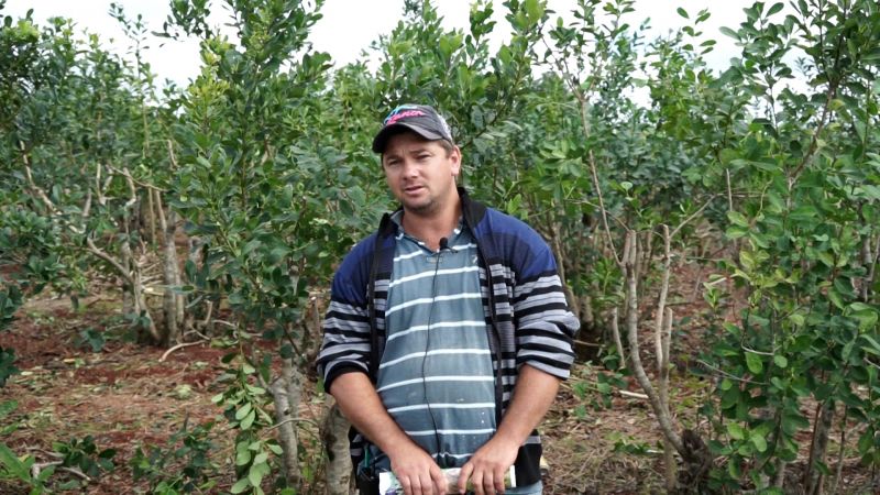 Yerba Mate: Pequeño productor alcanzó los 20 mil kilos de hoja verde por hectárea - VIDEO