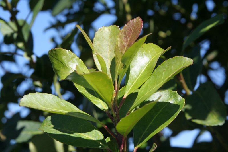 Yerba mate: nuevos precios de la materia prima