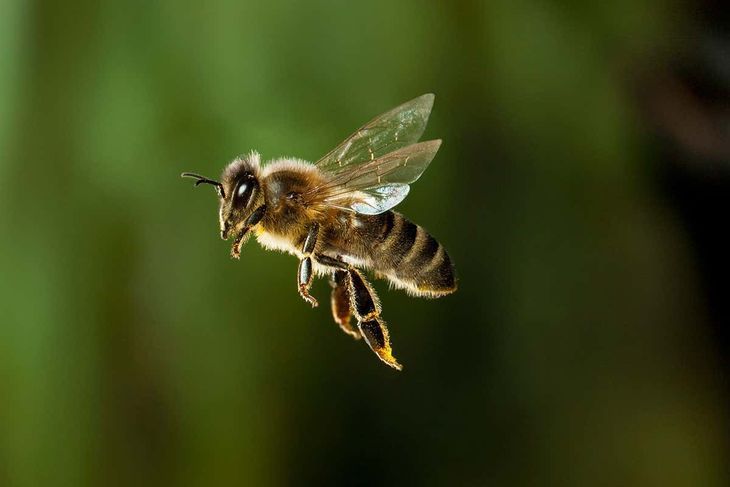JUJUY - Iba en moto por la ruta y murió atacado por abejas