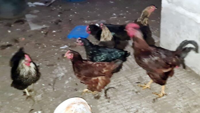 “Perico” sólo quiere cantar, pero no lo dejan: dicen que molesta y multaron a su dueño