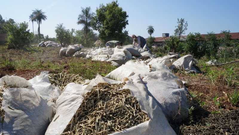 MISIONES – Gral. Urquiza: El INYM inutilizó carga de palitos de yerba mate que había intervenido