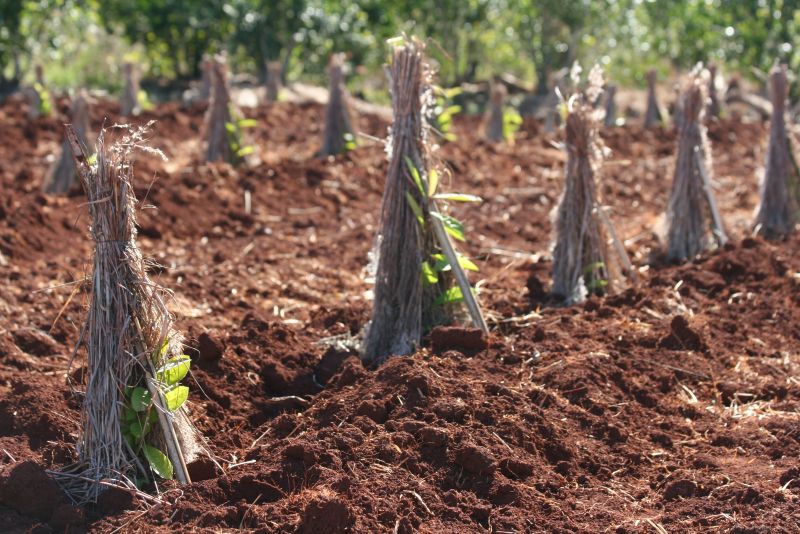 Plena vigencia de la Resolución 170: Comenzaron los sumarios por plantar yerba mate sin autorización del INYM