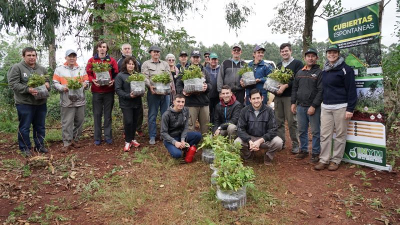 Yerba Mate: Cubiertas verdes y árboles nativos, para recuperar productividad en un suelo con 60 años de uso
