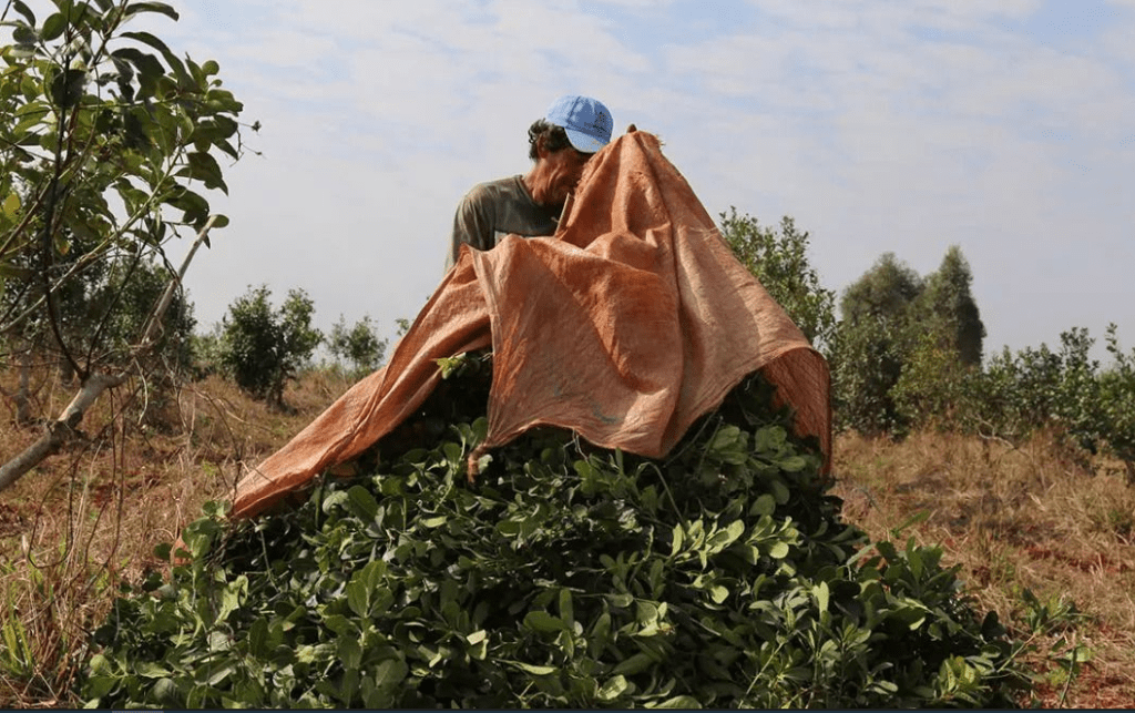 Marcha atrás con las retenciones para yerba mate y té, aunque sí se aplicaría al tabaco y a la foresto industria