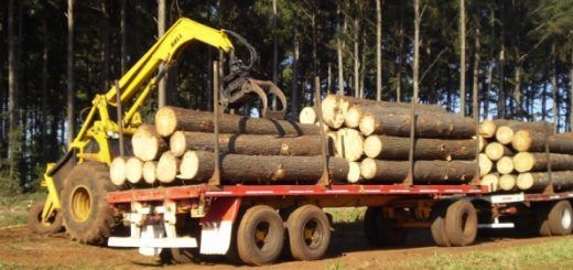 Sostenido crecimiento de la Industria Forestal en Misiones, modelo anhelado por la vecina Corrientes