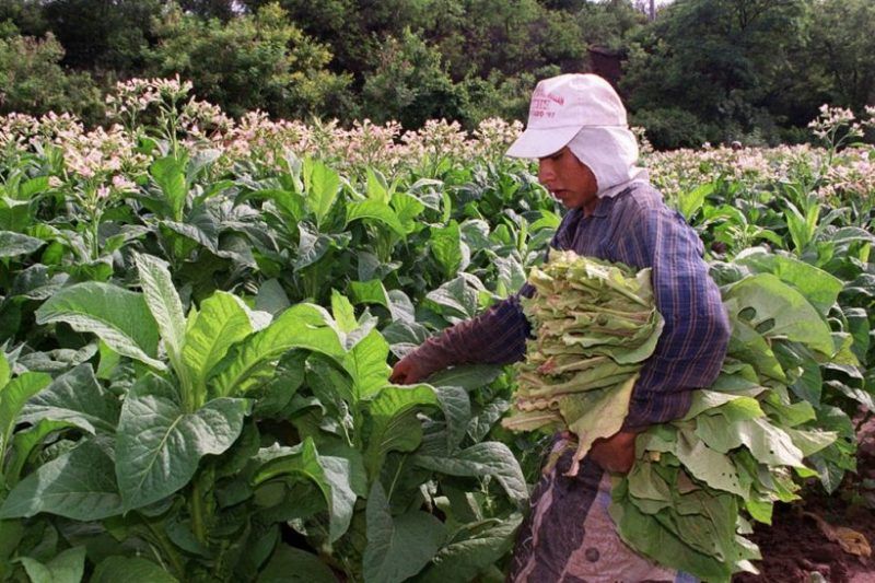 Tabaco: Desde Nación prometieron pagar antes de fin de año, 650 millones del FET