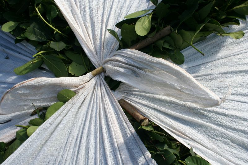 Plantas de acopio de hoja verde deben estar inscriptas en el INYM - Reunión con productores en Alem