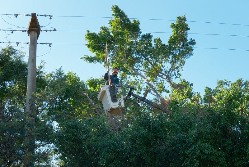 Energía de Misiones avanza con el programa de “Podas TCT”