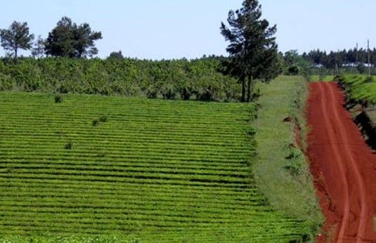 AGRO - Finalizó la zafra tealera en Misiones