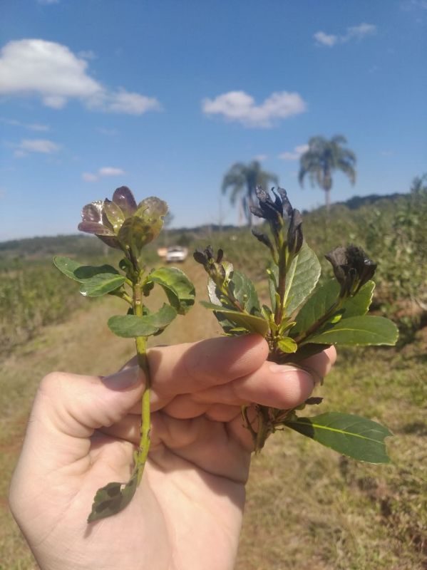 La yerba mate bajo árboles presentó menos daños por helada – Continúan la capacitaciones y entregas de herramientas a tareferos