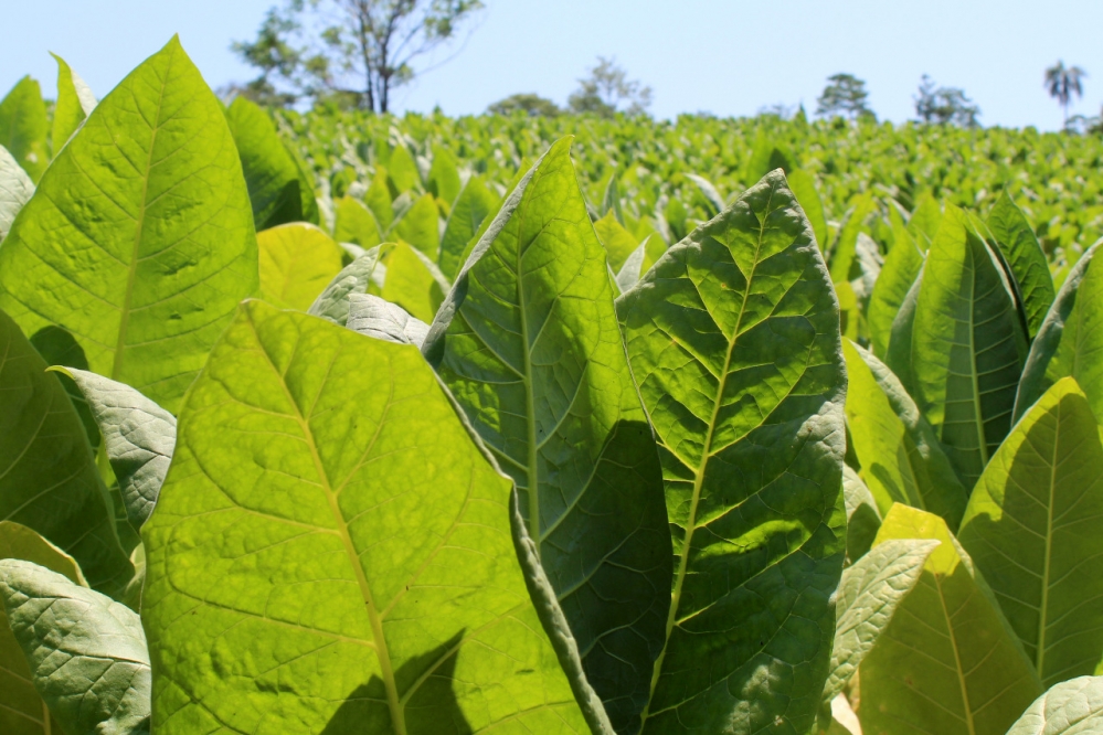 Tabaco: Se paga a productores de Misiones un nuevo tramo del FET por más de 865 millones de pesos