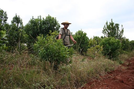 El INYM reitera: se debe utilizar únicamente productos autorizados por SENASA