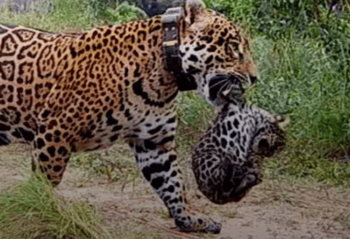 Luego de 70 años de extinción, nacieron 2 yaguaretés en Corrientes