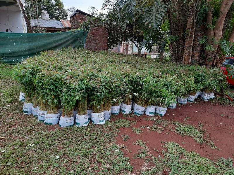 Productores inscriptos en Plan Leña Renovable, reciben plantines