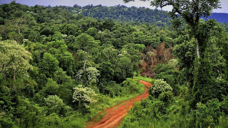 Llegan los activos verdes respaldados por "selva misionera"