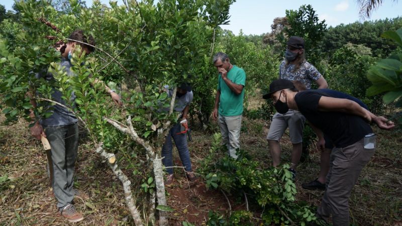 Detección temprana y desinfección, claves para frenar el avance del Mal de la Tela