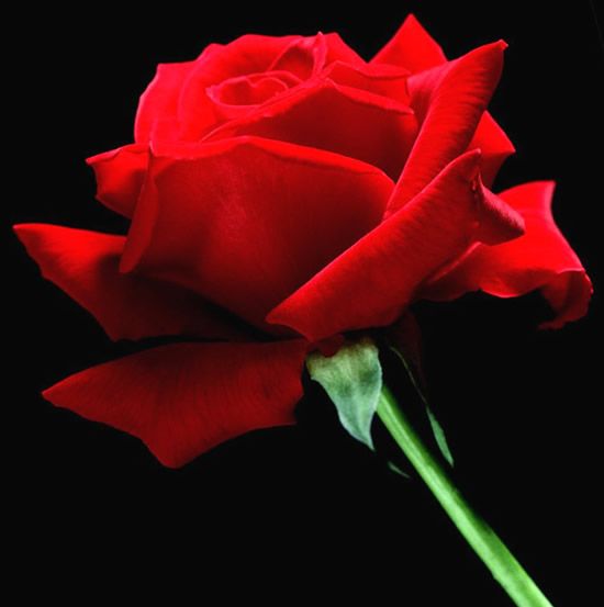 8 de marzo: Día Internacional de la Mujer - Poema "VIVIR en VOS" de Ricardo Ramos