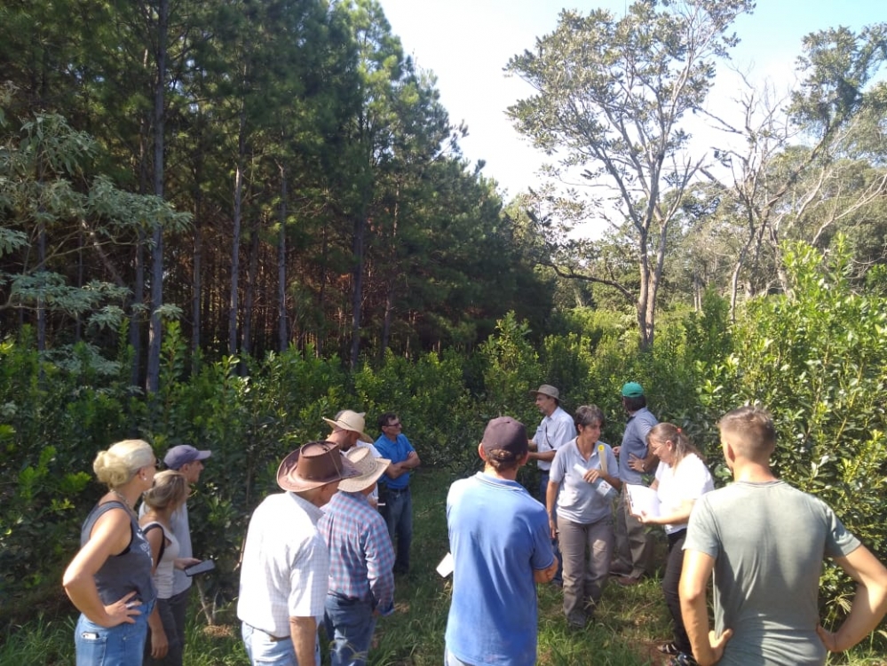 Yerba Mate: Jornada sobre suelo, árboles y agroecología