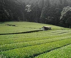 Té misionero: una economía regional que crece con industrialización de la ruralidad y espíritu cooperativo