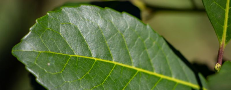Juez correntino suspendió resolución del INYM que regula nuevas plantaciones de yerba mate