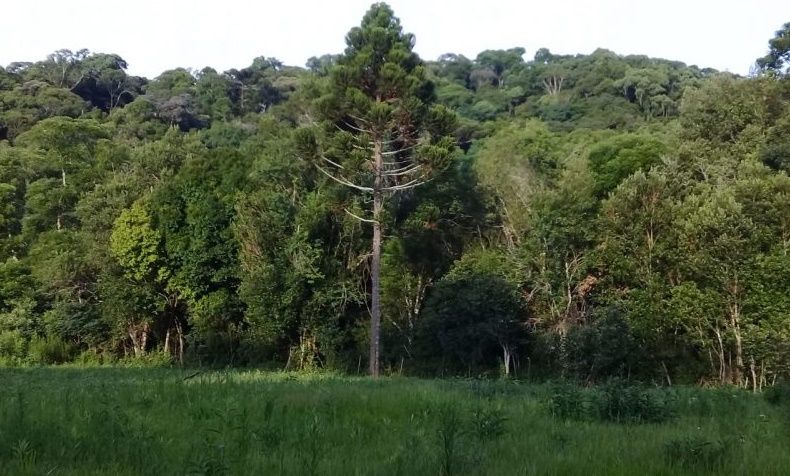 Medio Ambiente: Vialey “Tumbar un árbol va a costar de multa 1.500.000 pesos”