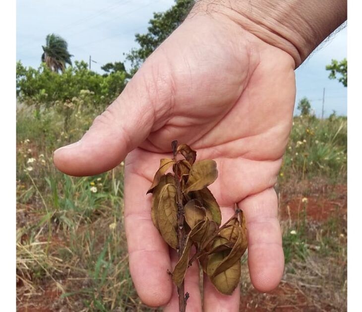 Yerba Mate: Ante la ausencia de lluvias, el INYM recomienda evitar la cosecha