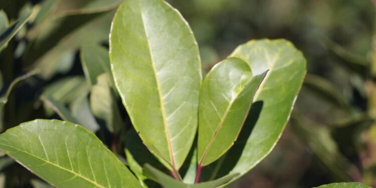 El kilo de hoja verde se paga casi 40 pesos