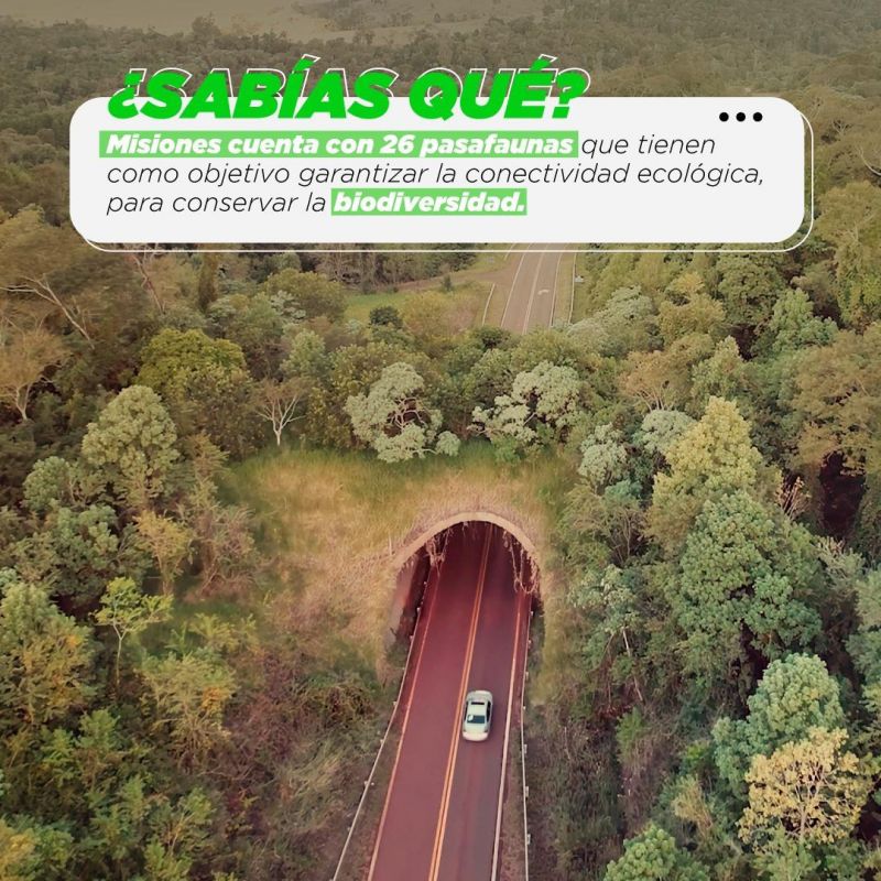 Misiones: 26 pasafaunas que garantizan la conectividad ecológica para conservar la bioseguridad