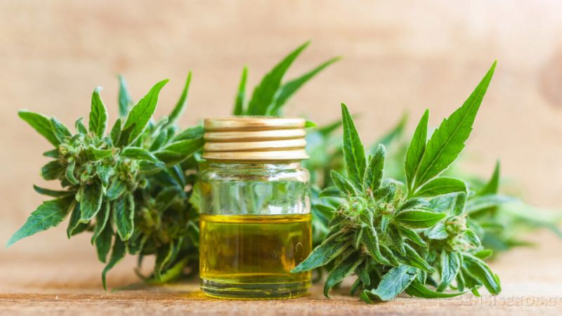 Misiones avanza en la producción de aceite de cannabis