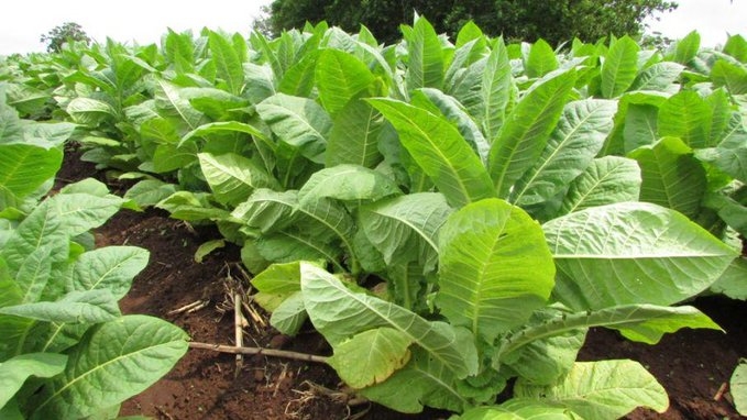 Tabaco: Misiones paga a productores, más de 268 millones de pesos en concepto de pérdida por competitividad