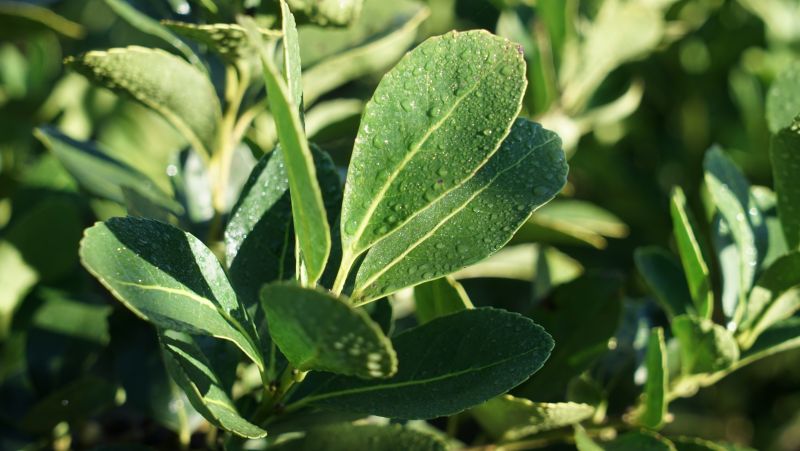 Yerba Mate: El venidero 31 de octubre vence el plazo para actualizar la superficie plantada