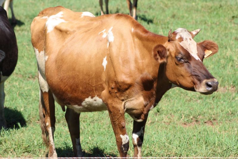 Misiones: Invierten casi 8 millones de pesos en la cuenca lechera de Col. Aurora