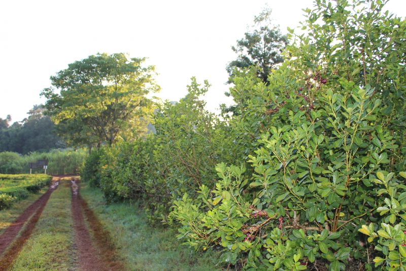 Yerba mate y árboles nativos: con buena productividad, calidad y mayor sanidad
