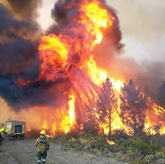 Terribles consecuencias por los incendios en la Patagonia.