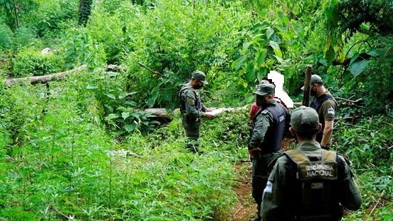 MISIONES – B. de Irigoyen: GN incautó plantación de marihuana